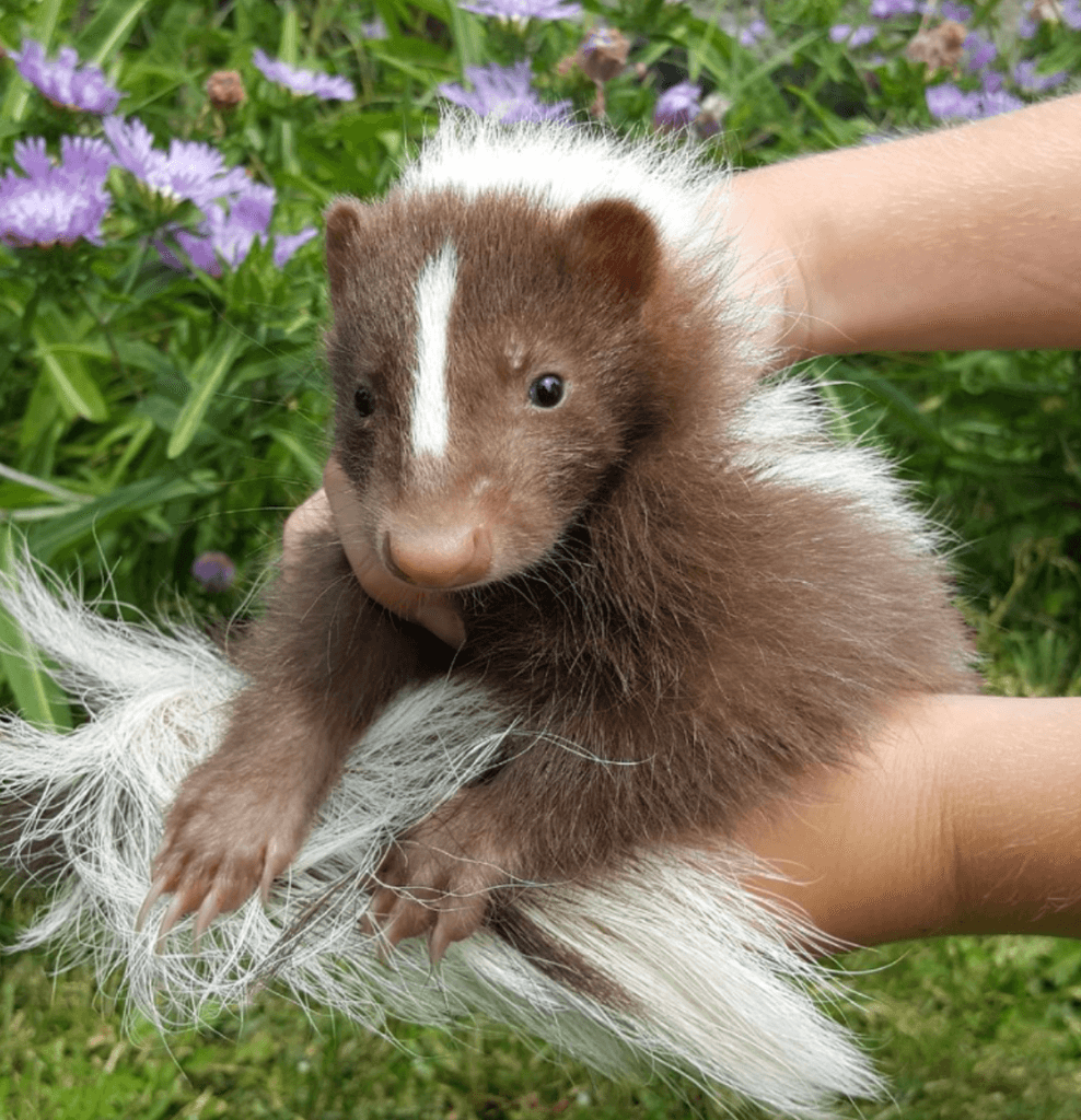 Skunk pruhovaný - 2025