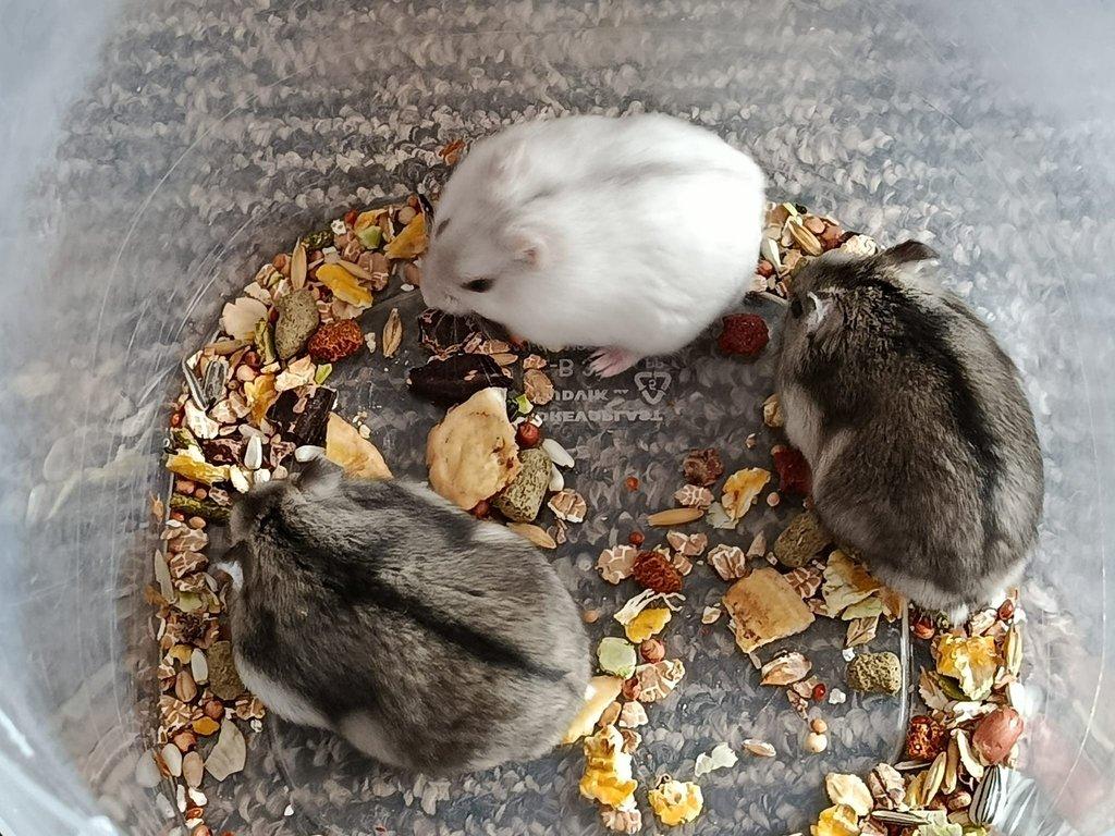 Křečík džungarský