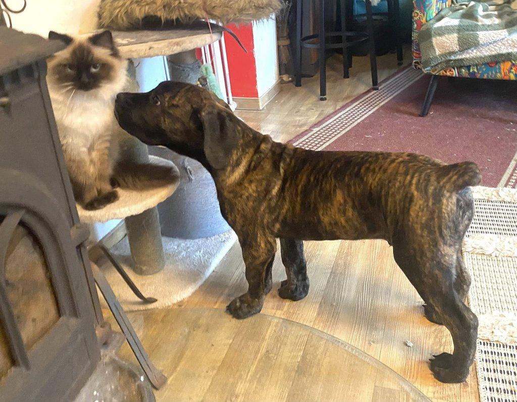 Boerboel štěně prodej FCI rodokmen