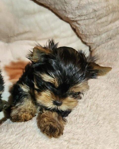 Štěňata yorkšírských teriérů s PP
