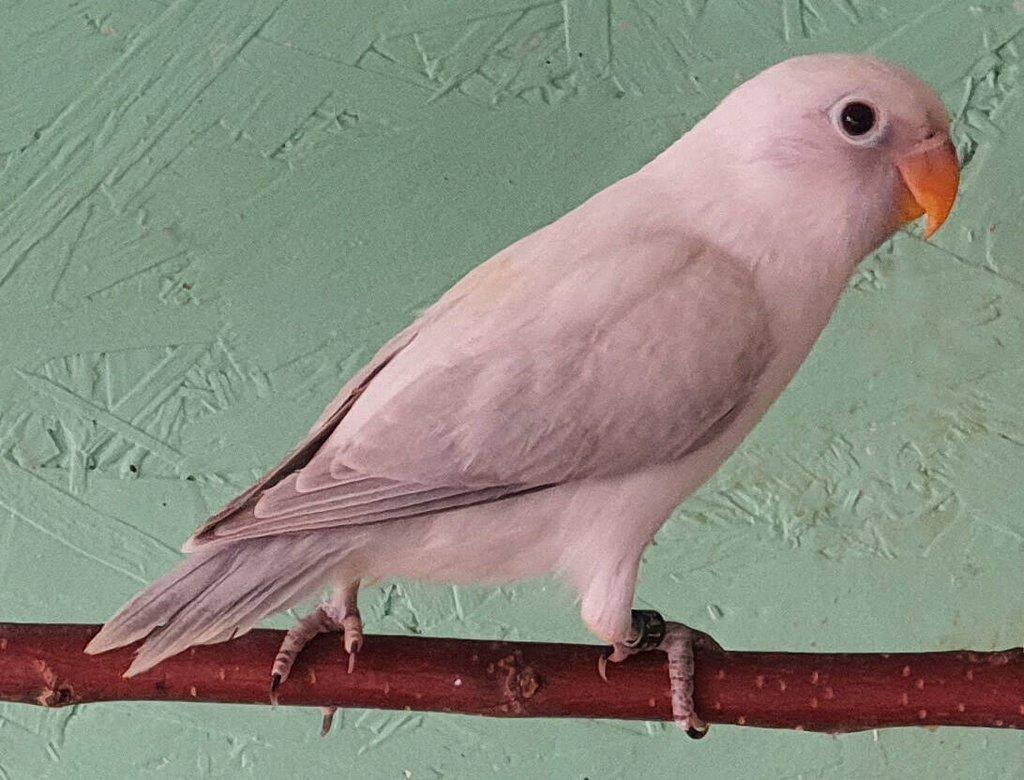 Agapornis hnědohlavý - různé mutace