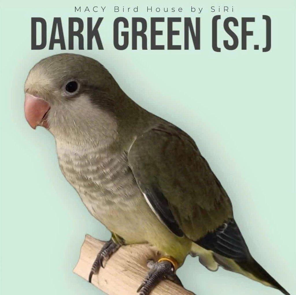 Koupím tyto barevné mutace