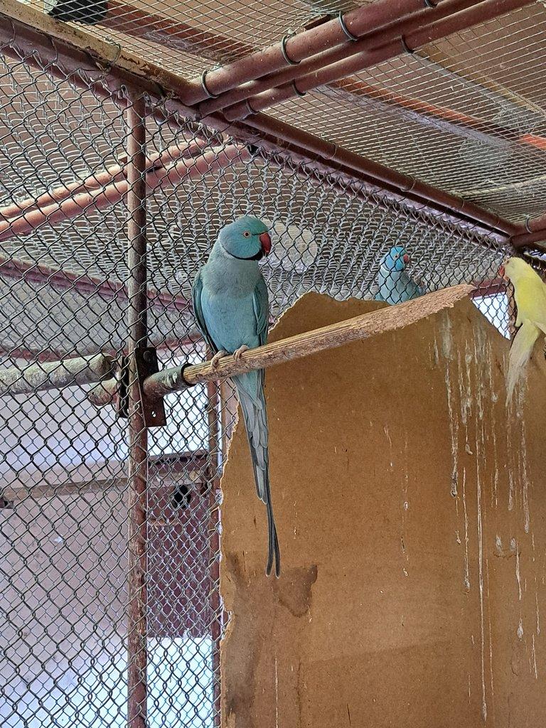 Prodám Alexand malý