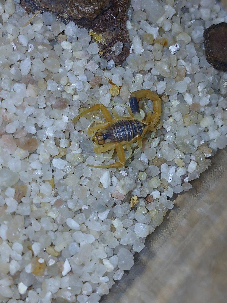 Nabídka štírů  Ž. E. 11. 4.