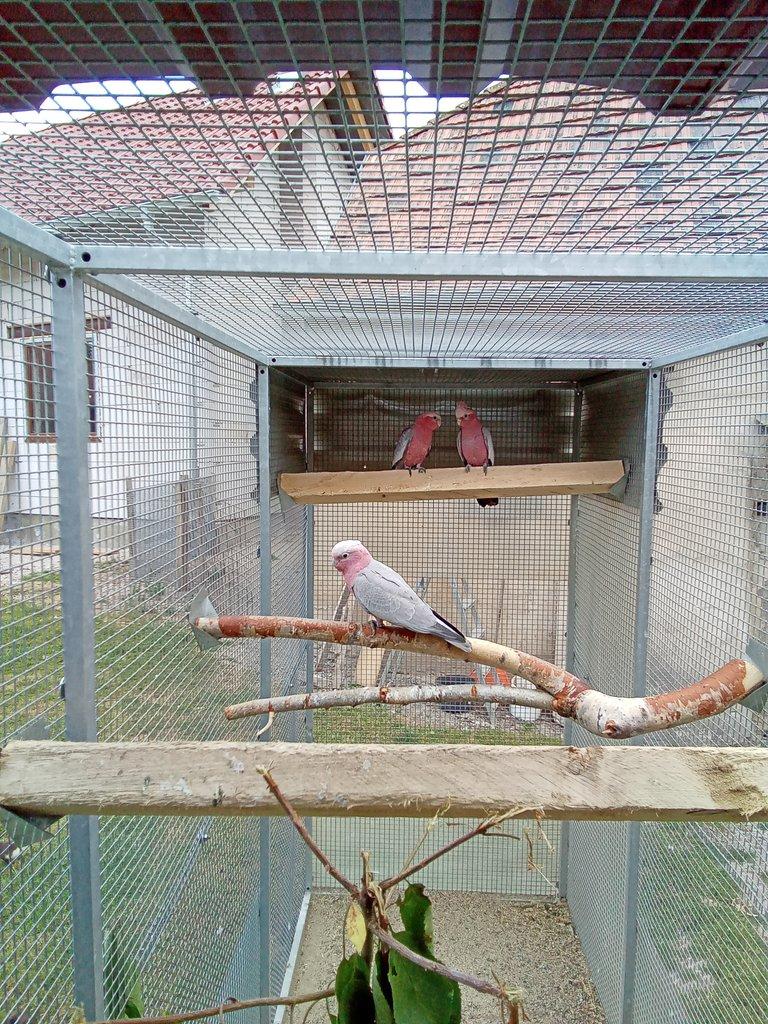 Kakadu růžový