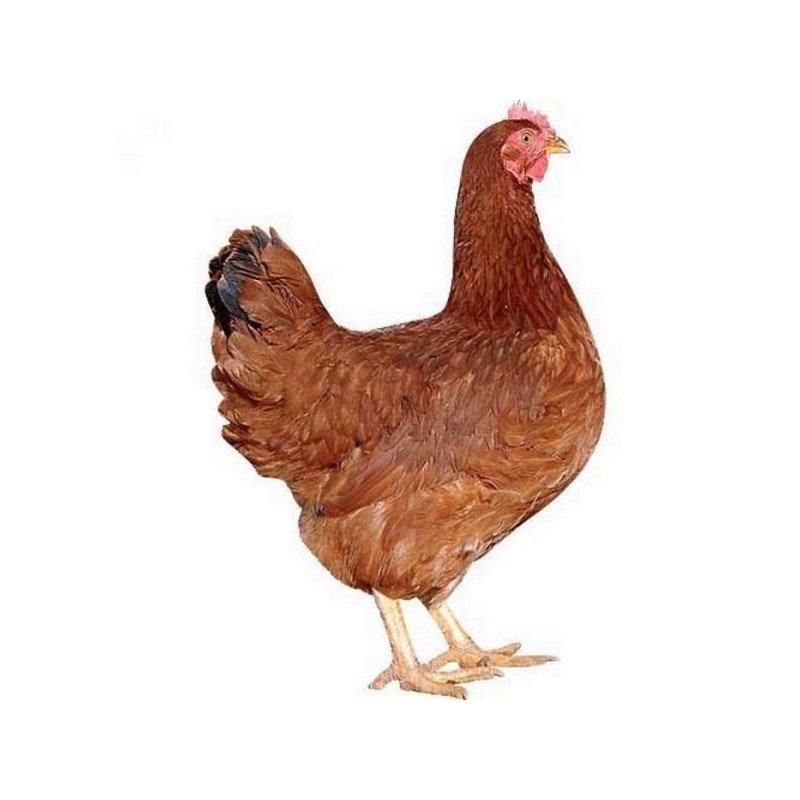 Kuřata , kuřátka nosnic Dominant