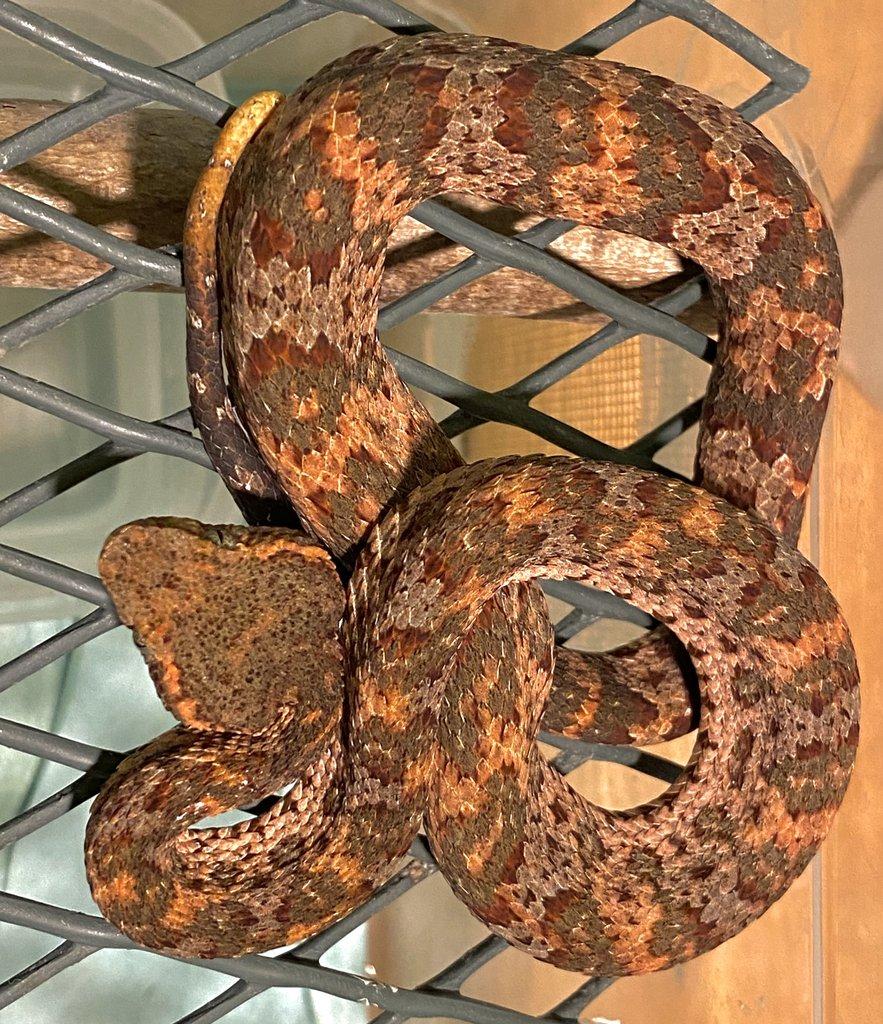 Trimeresurus & Boiga