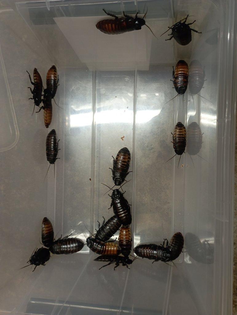 šváb madagaskarský