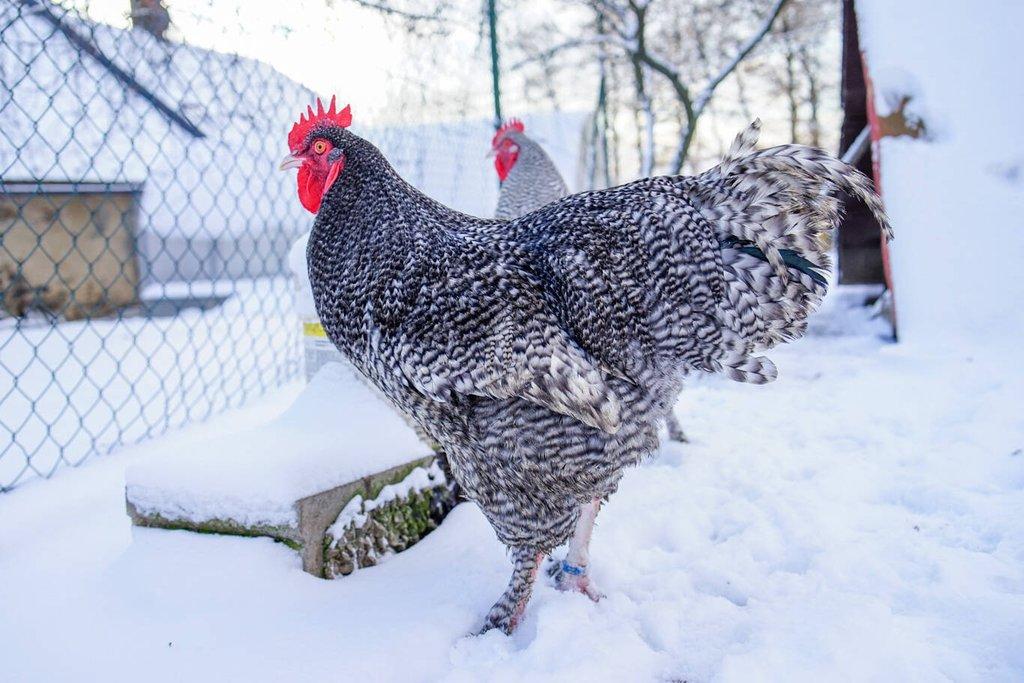 Mechelenka 🥚(násadová vejce)