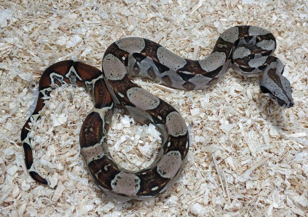 Boa imperator- Sharp Sunglow 66% het Sterling,Hypo Sterling