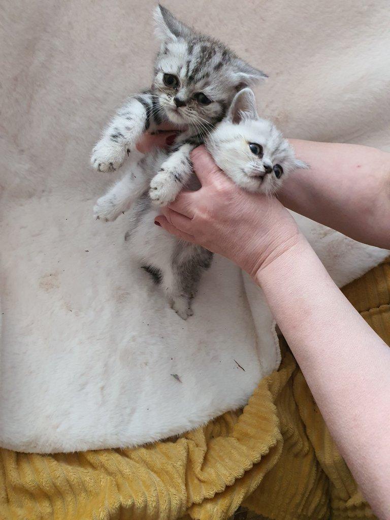Prodam britska Whiskas kotata