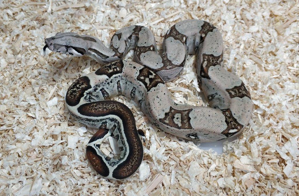 Boa imperator - Normal a Hypo 66% het Sterling VPI