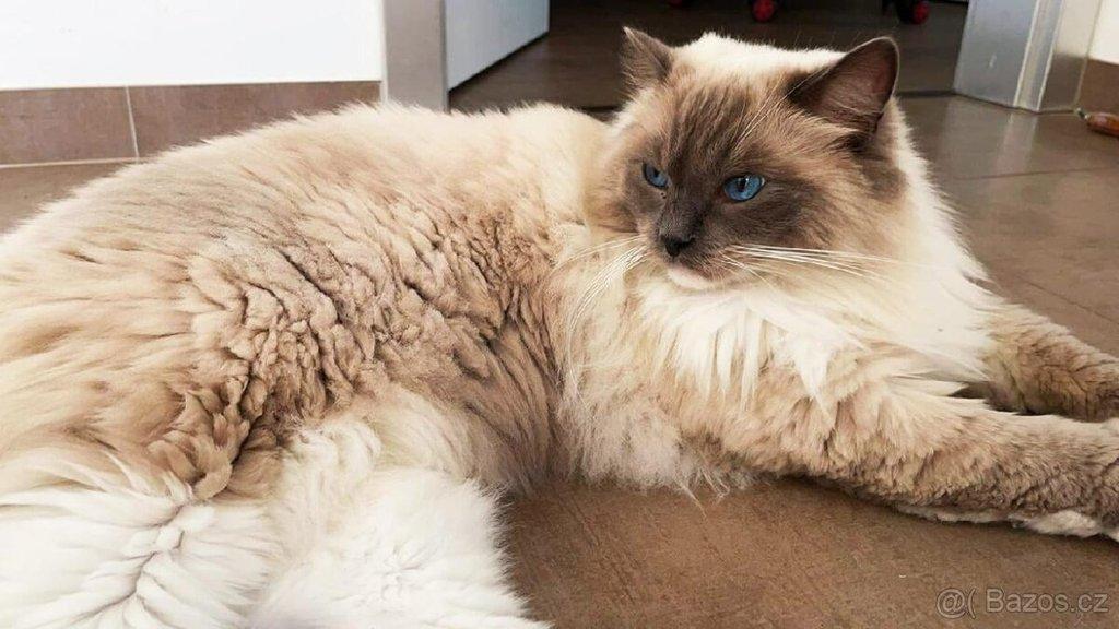 Ragdoll koťátko s PP (FIFE)