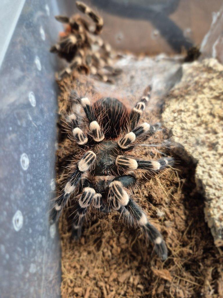 Nabízím chov sklípkanů