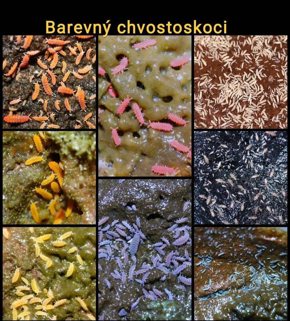 Barevný chvostoskoci, stínky do bioaktivních tera ŽE stůl J15
