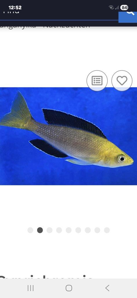Cyprichromis leptosoma yellow head