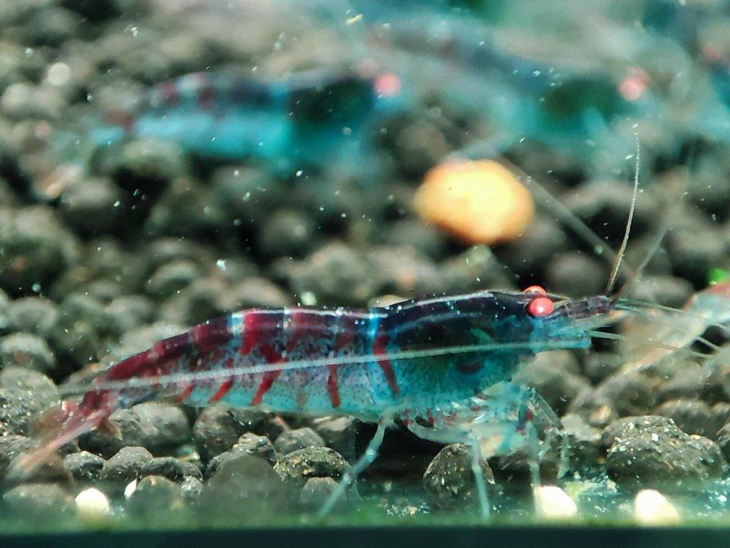 TOP PREMIUM AKVA KREVETKY Caridina a Neocaridina - Odchovy
