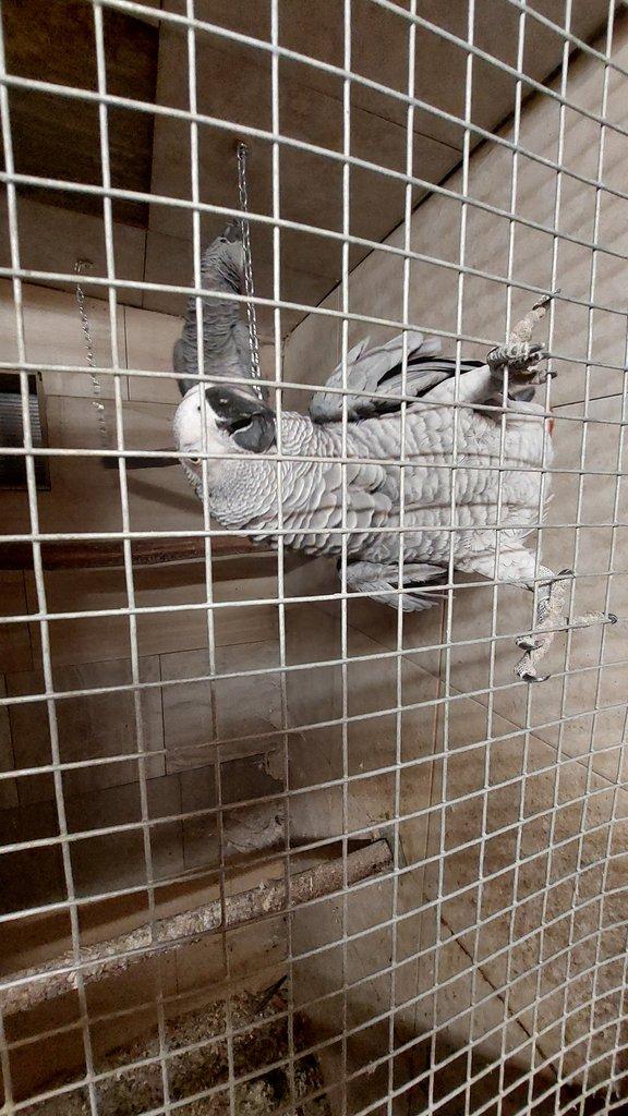 Prodám pár Žako šedý