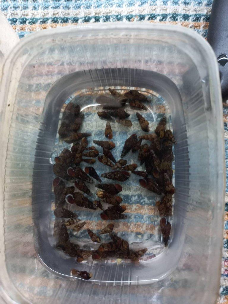 Akvarijní ryby,šneci,kořeny,břidlicové úkryty,použité akvária,akvarijní písky