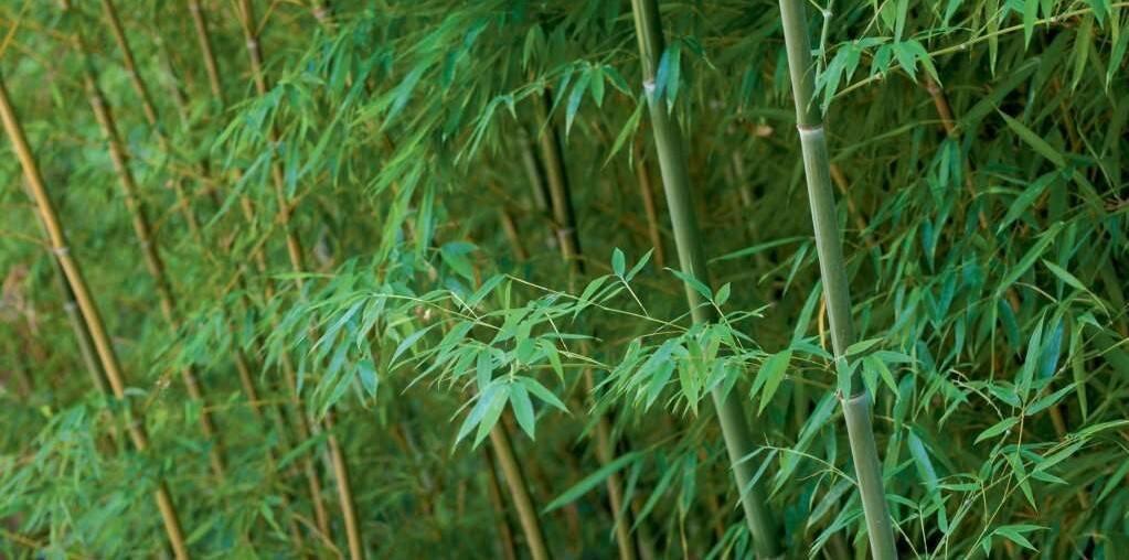 Bambus-Phyllostachys bissetti, Phyllostachys aue.spectabilis