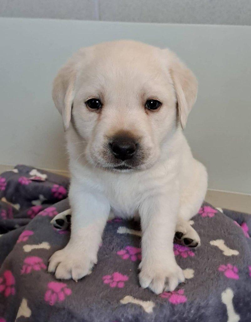 Štěňátko labradora s PP