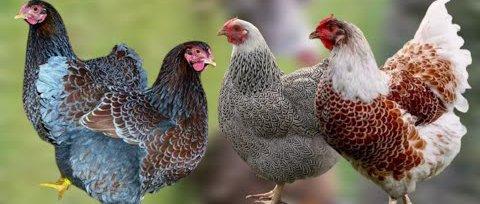 Slepičky Wyandotky zdrobnělé na vajíčka i na okrasu