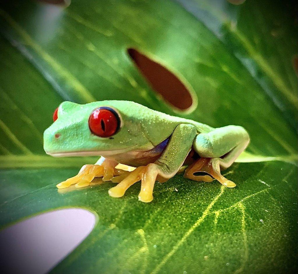 Agalychnis callidryas  (Listovnice červenooká)