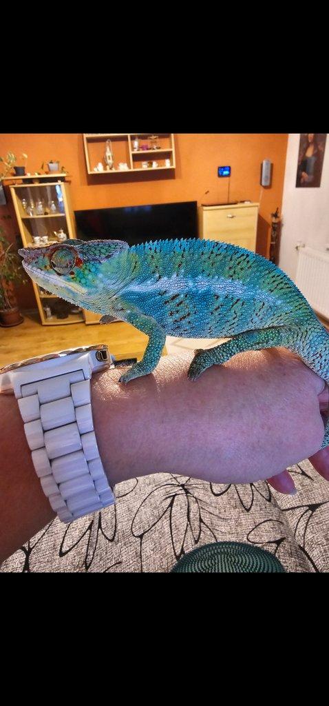 Chameleon pardálí
