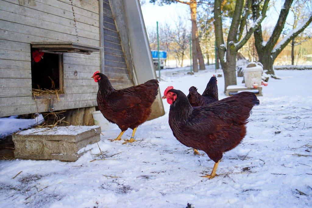 Rodajlendka 🥚🐣 (násadová vejce i kuřátka)