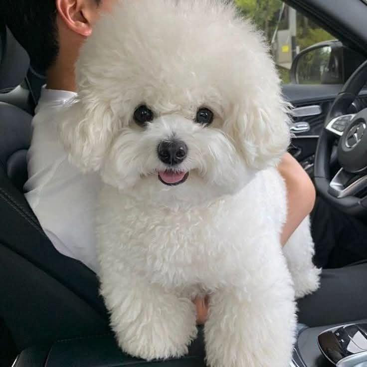 Rozkošná štěňata bišonka frise na prodej