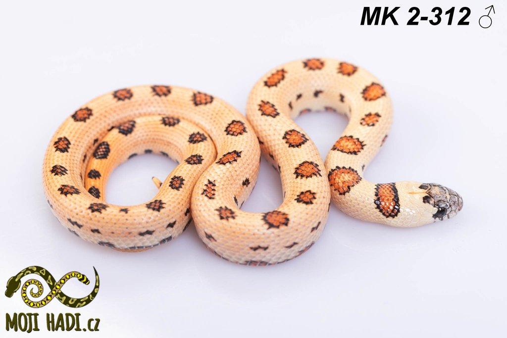 Lampropeltis MAGMAKING