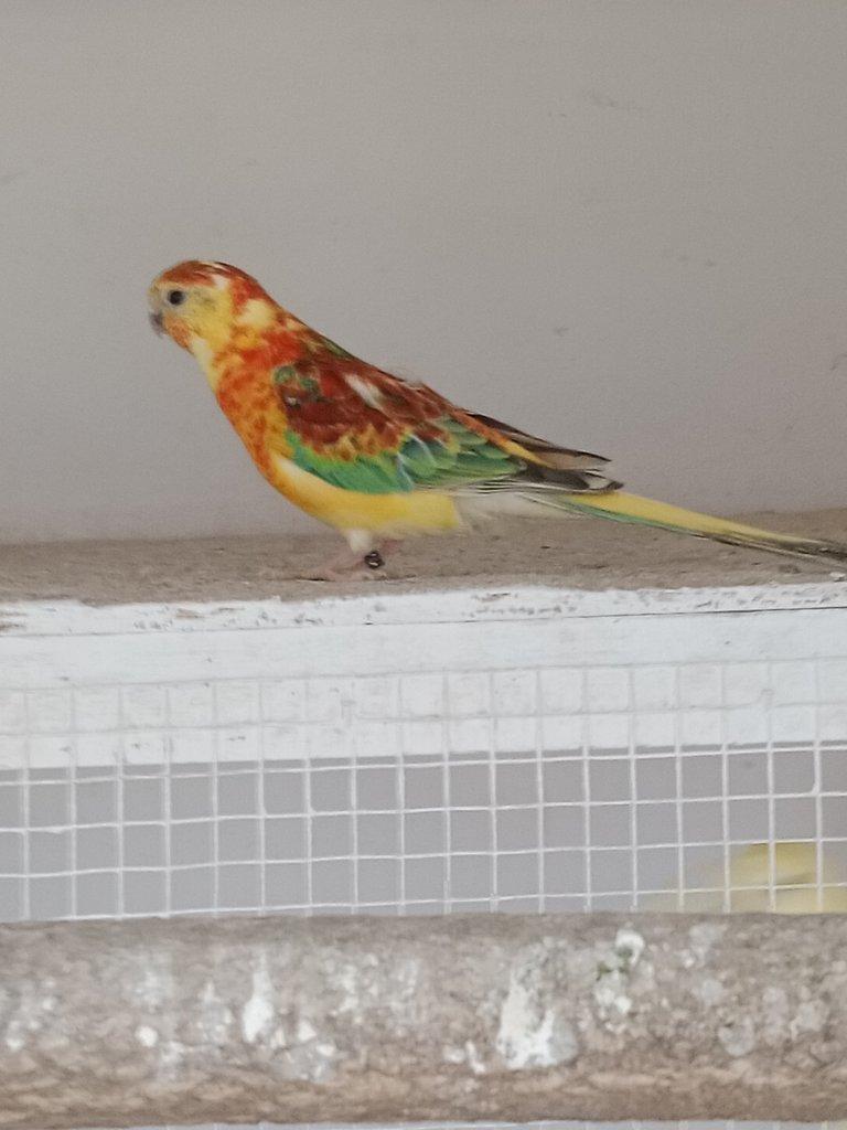 Prodám  papoušek zpěvavý