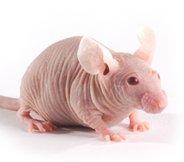 Koupím samice nahých -nunu- myší