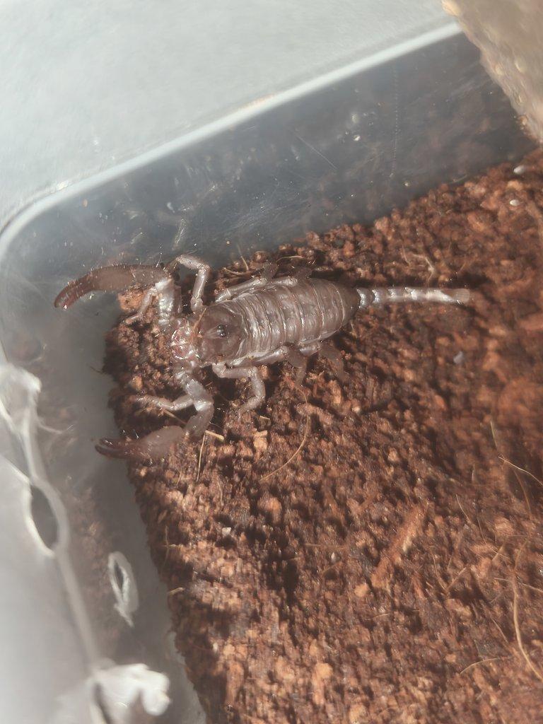 Prodám 10 mláďat štíra Heterometrus silenus