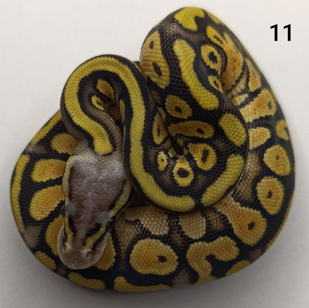 Krajta královská/ Python regius