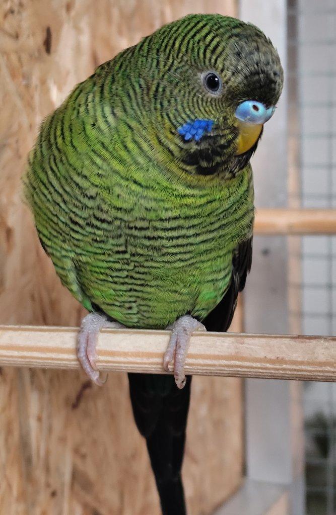 BFBW (Doubleblack) andulky.