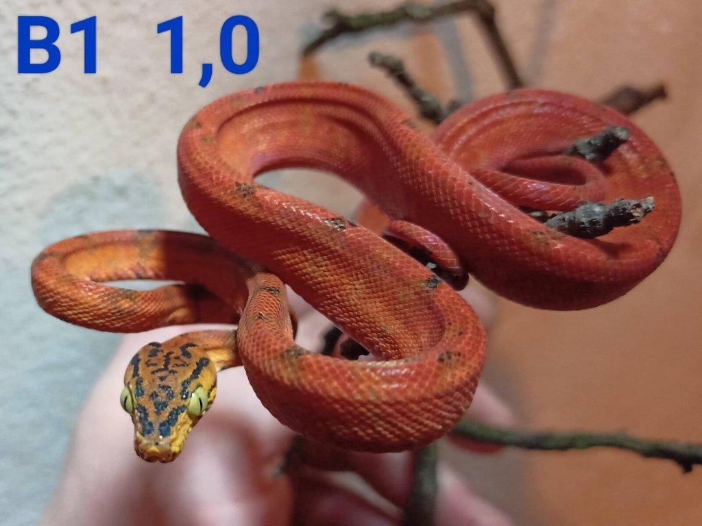 3,4 Corallus hortulanus CB 9/24