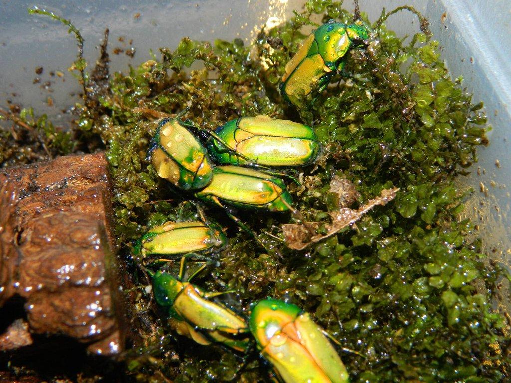 Nabídka imag a larev vybraných druhů brouků - Aktualizováno