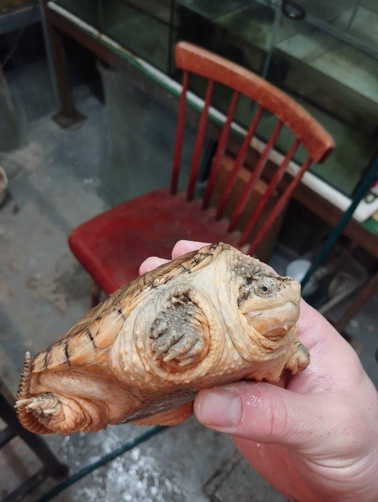 Kajmanka Dravá - Chelydra Serpentina - Červená samice