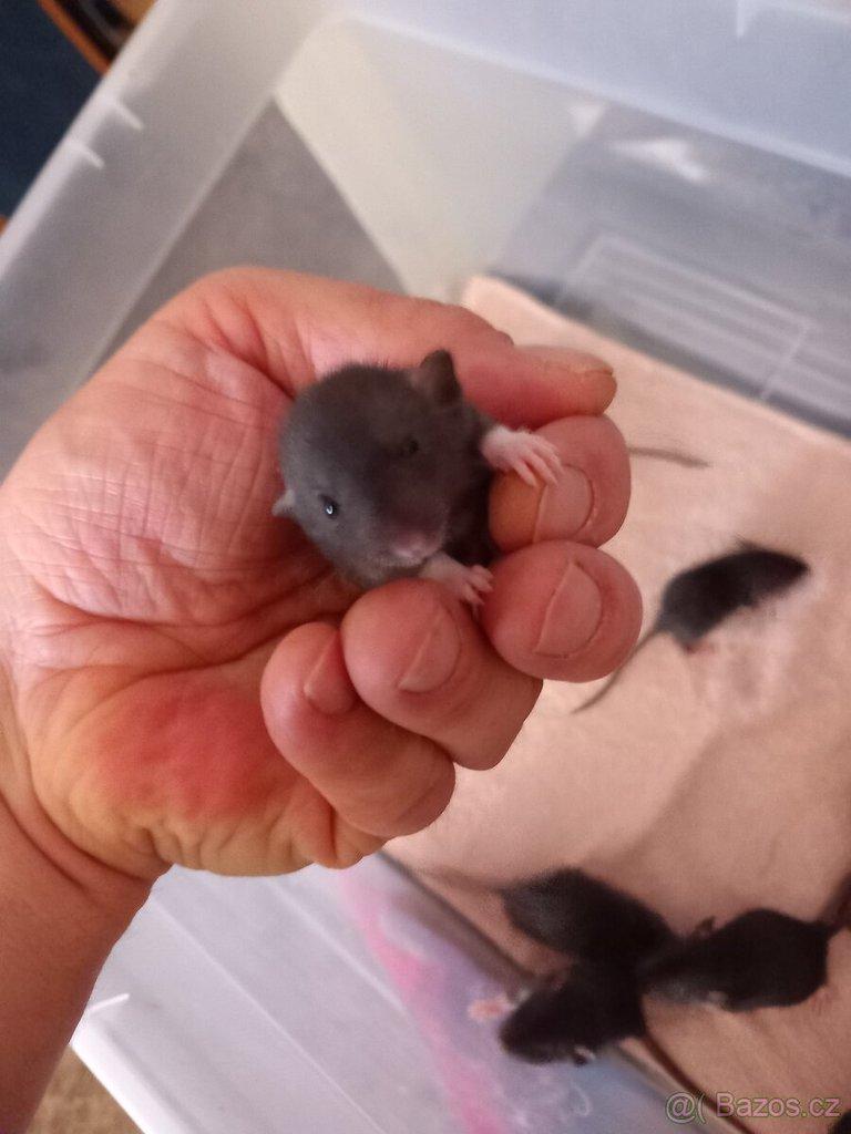 Potkan Dumbo