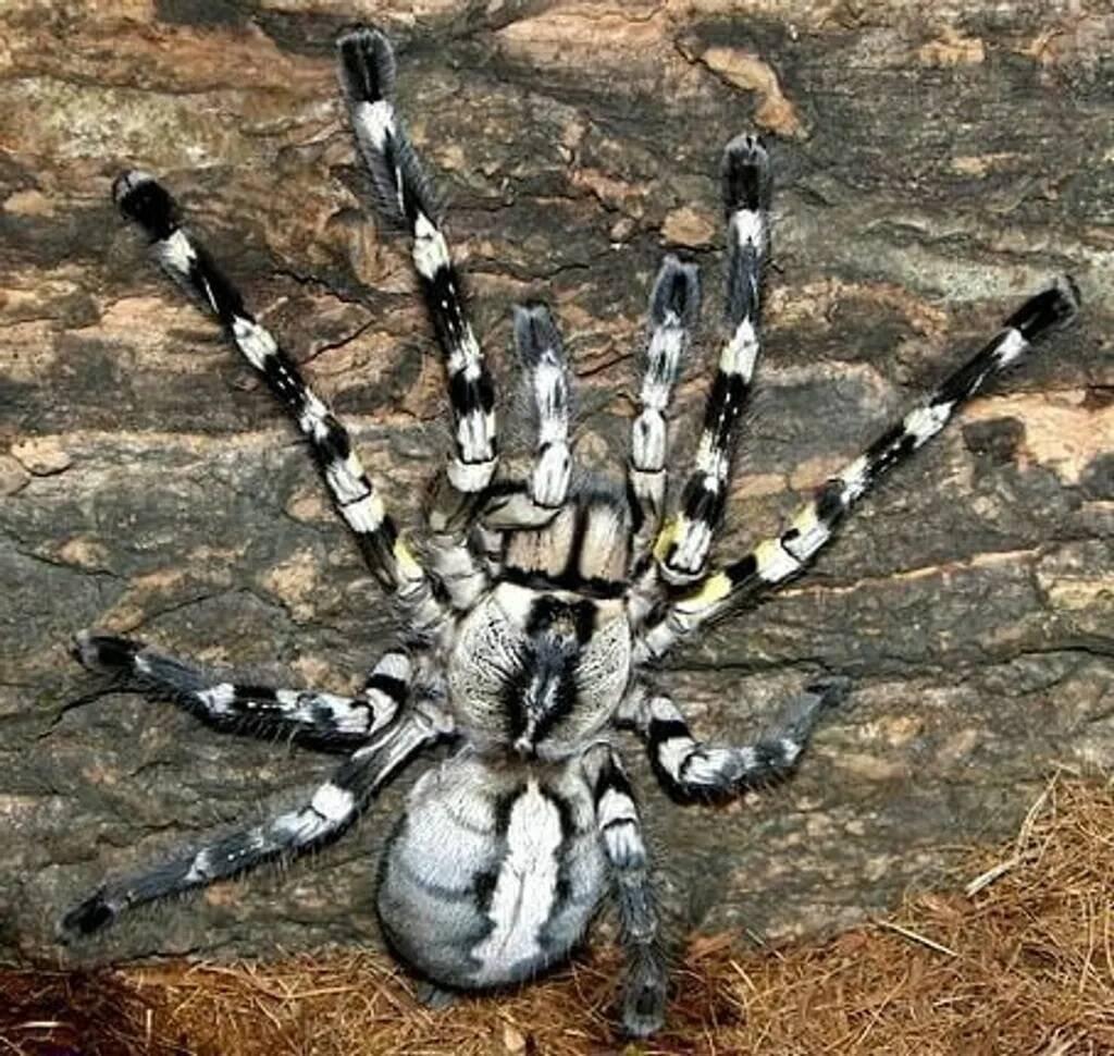 Theraphosa blondi, Poecilotheria regalis