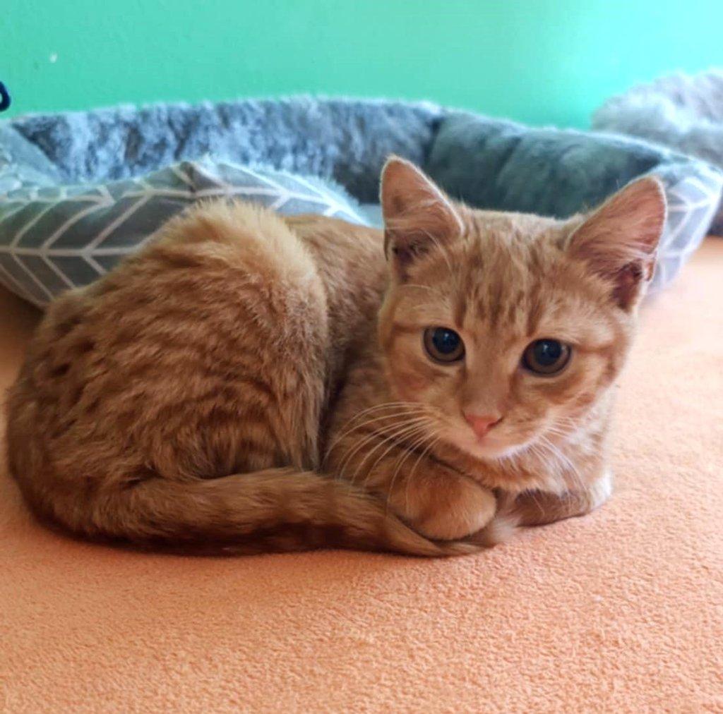 Kocourek Hugo hledá nový domov