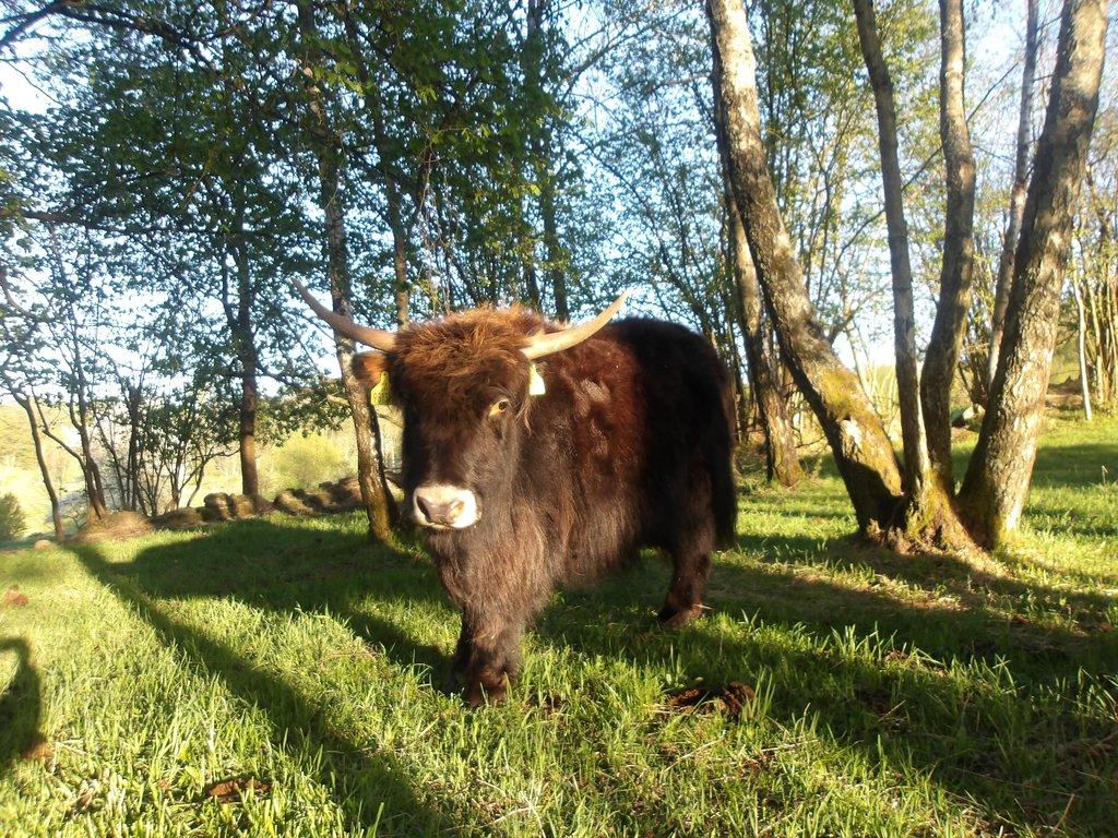 Jak domácí (Himálajský-tibetský skot) - i mladé kusy naučené k vypásání zahrad
