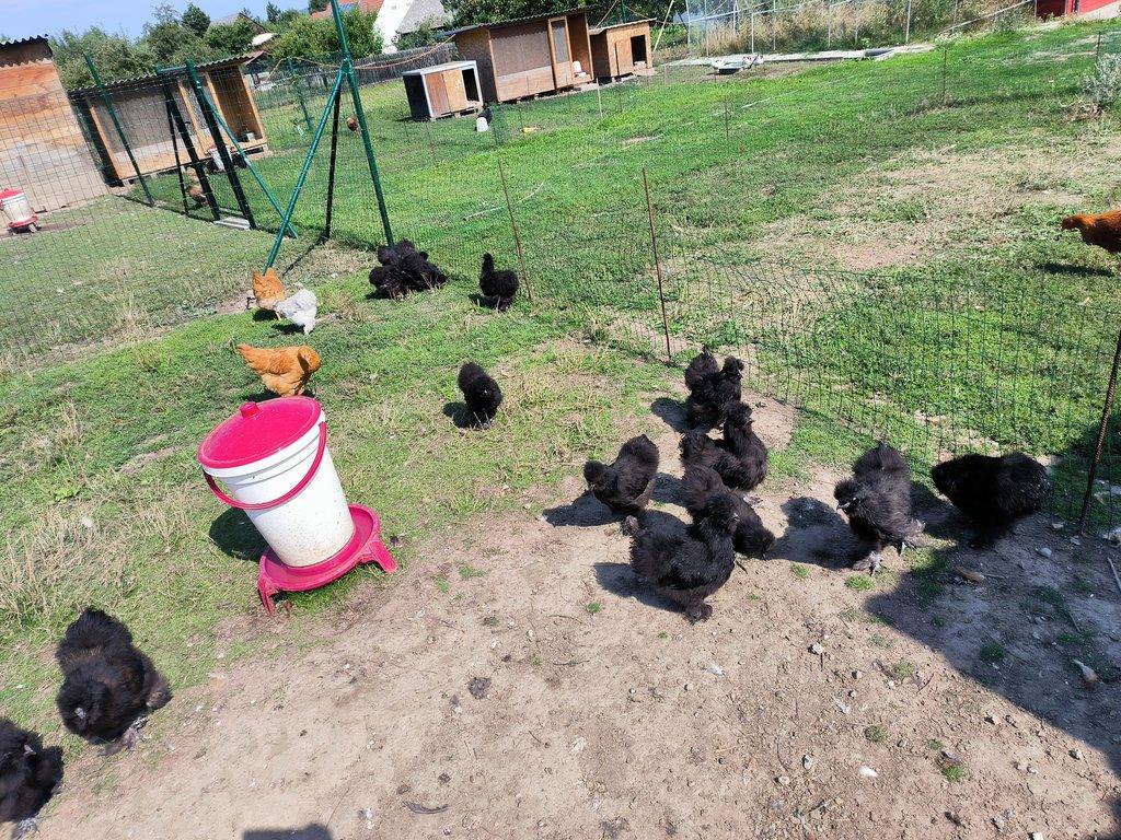 Hedvábnička velká černé a žluté