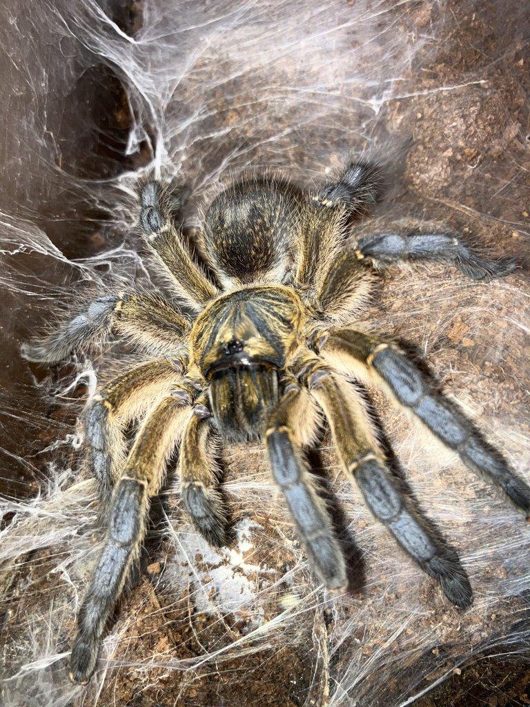 Harpactira pulchripes