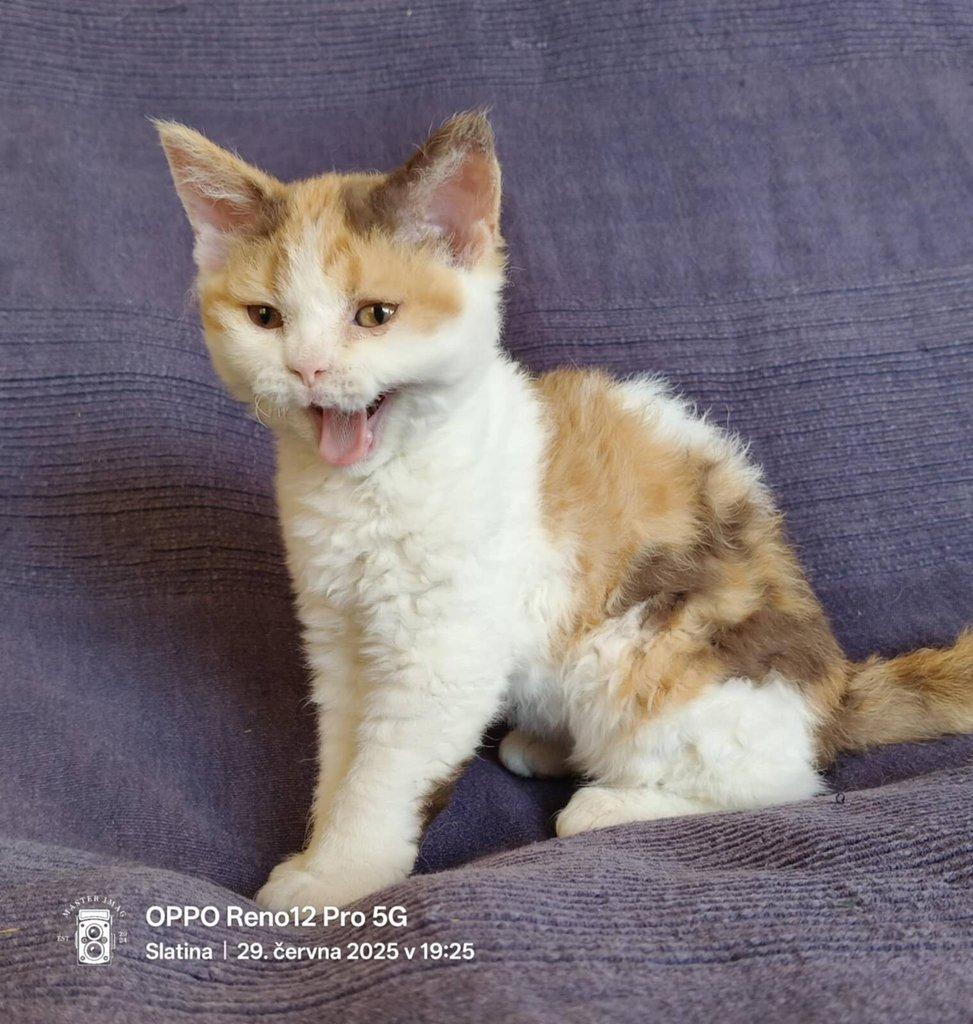 Selkirk Rex