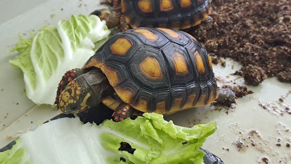 Želva uhlířská-Geochelone carbonaria