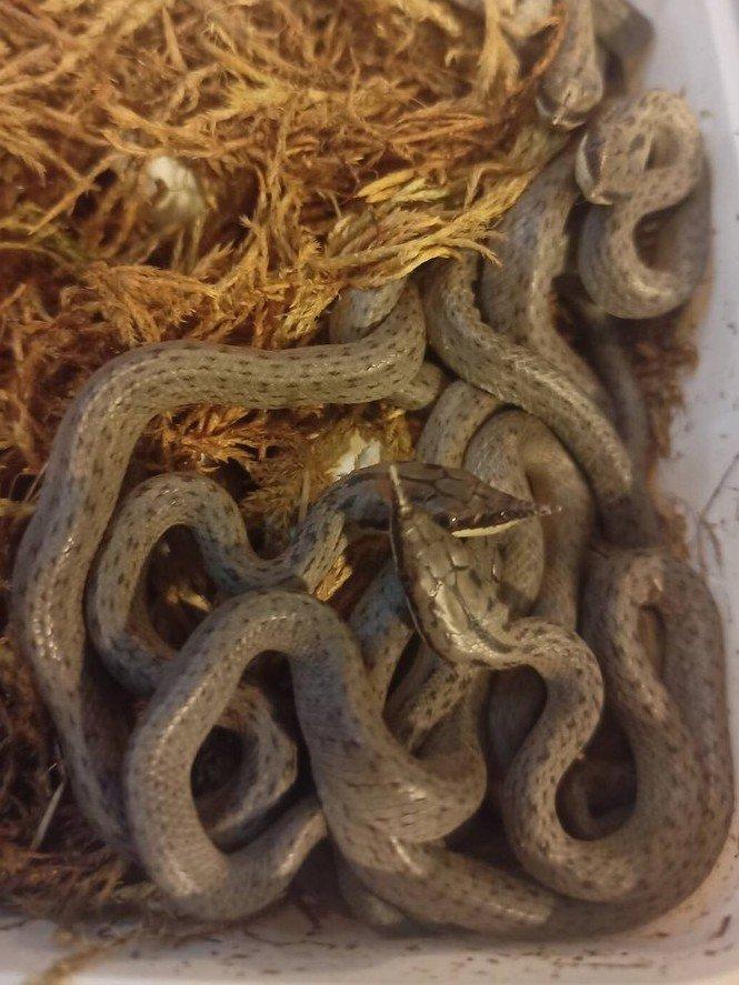 G. boulengeri, C. hortulanus, P. o. lindheimeri