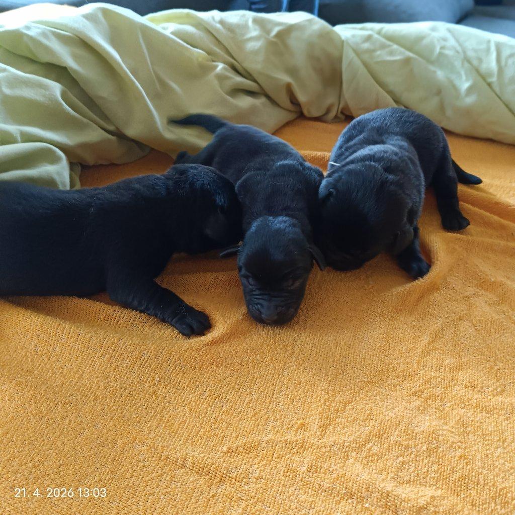 Labradorský retrívr štěňe s PP - holky i kluci