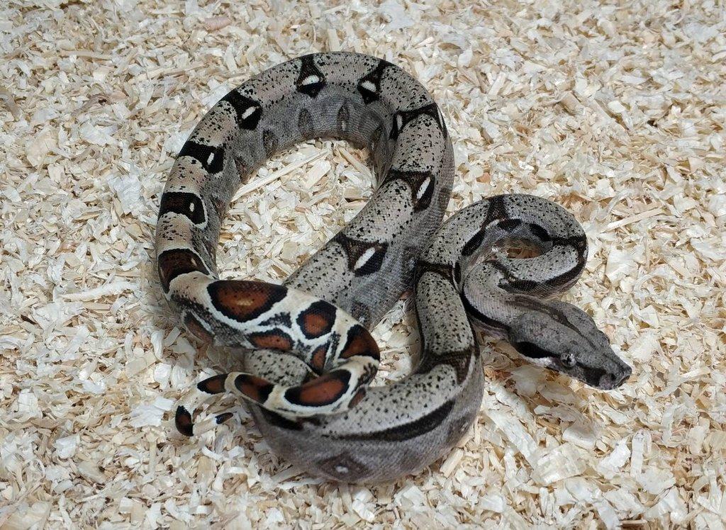 Boa imperator- Sharp Sunglow 66% het Sterling,Hypo Sterling